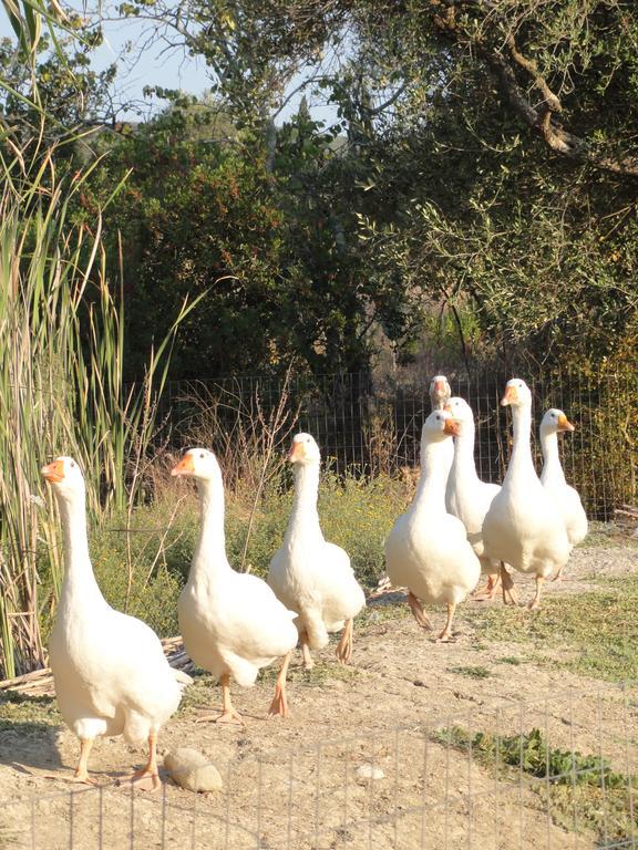 Gospodarstwo agroturystyczne Aroggia Farm Xanthátai